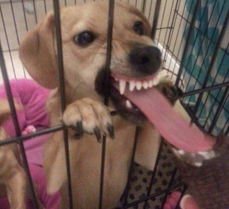 dog baring his teeth and sticking out a very long tongue from inside a kennel