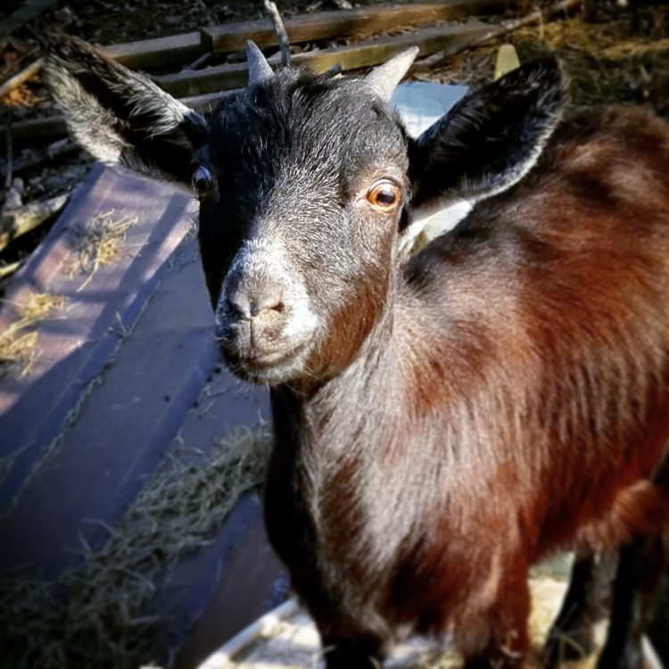 a goat inside a barn