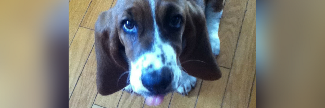 Deep Vein Thrombosis: How My Puppy Helped Sniff Out a Blood Clot