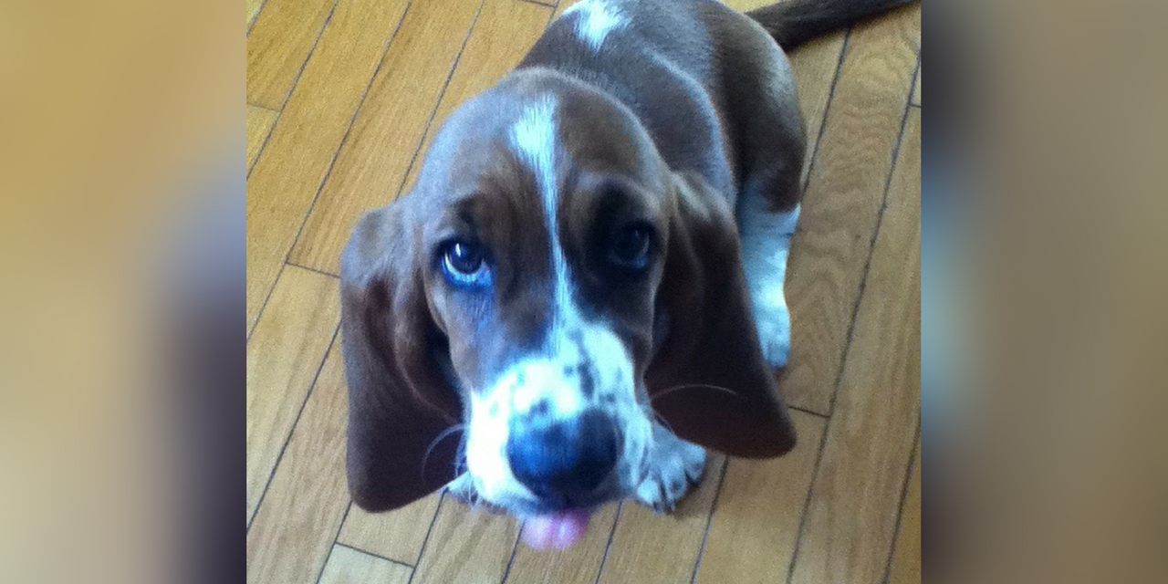 Can Dogs Survive Blood Clots