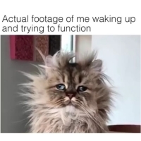 cat with text actual footage of me waking up and trying to function
