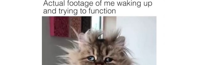 cat with text actual footage of me waking up and trying to function