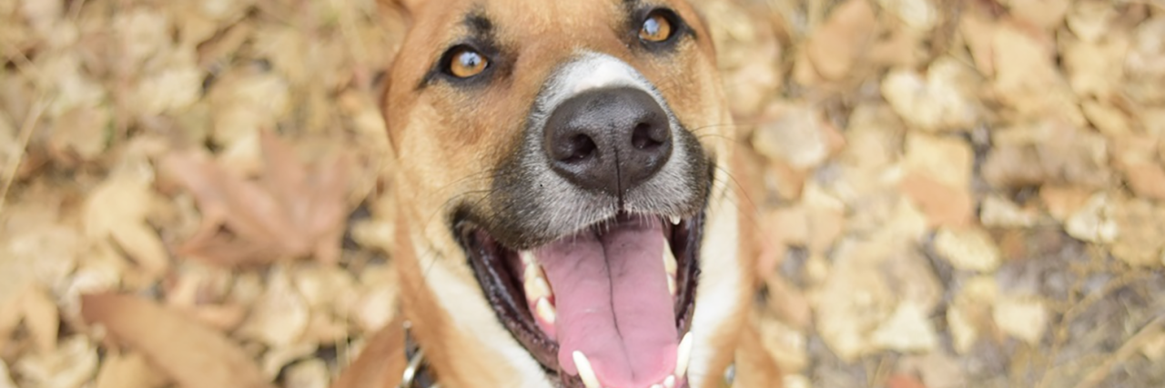Service Dogs Love Their Job Hero the service dog.