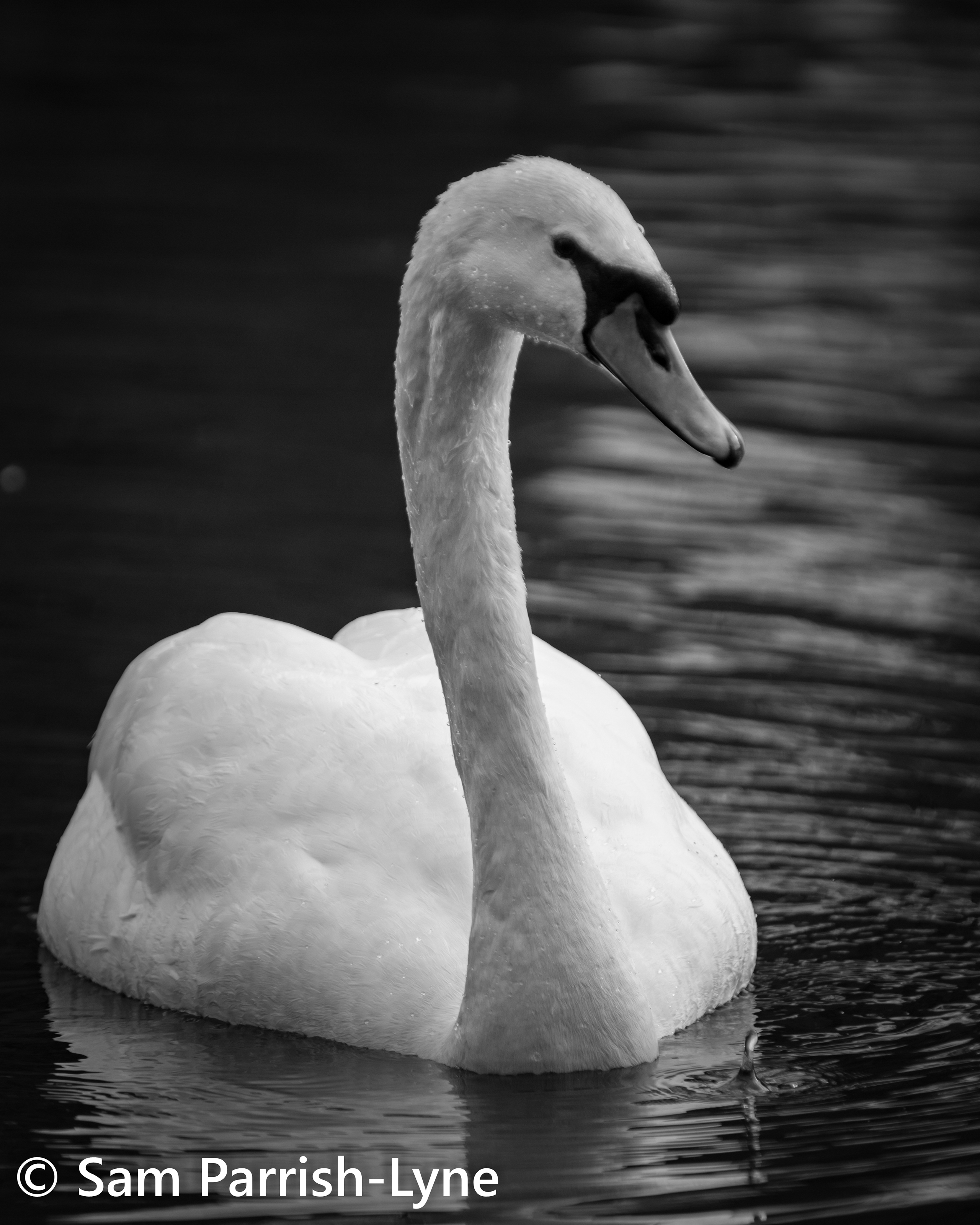 Swan, photo by Sam Parrish-Lyne.