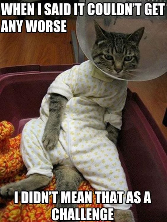 cat in cone with text when i said it couldnt get any worse i didnt mean that as a challenge