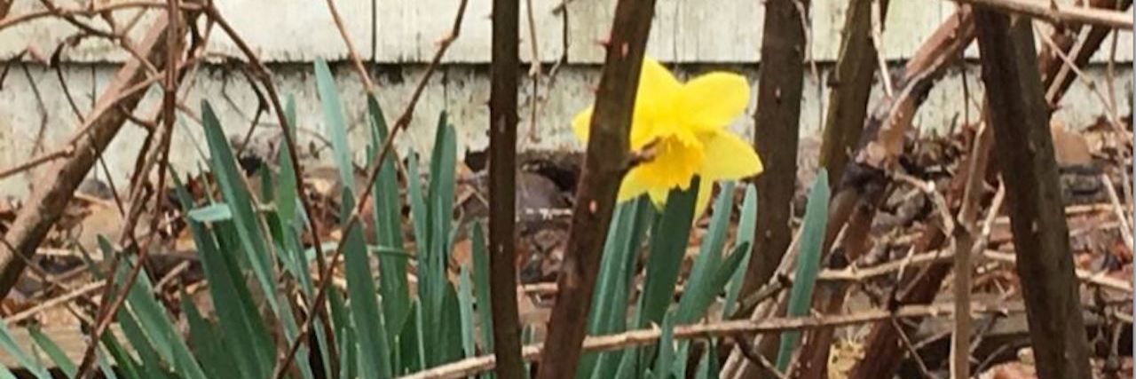 Finding Hope While Facing Follicular Lymphoma Daffodil