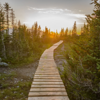 Beautiful wooden pathway in green mountain forest.