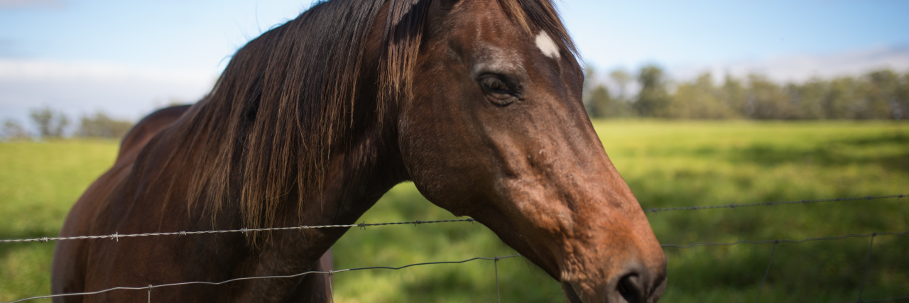 Why Animals Comfort Me as a Person With Autism