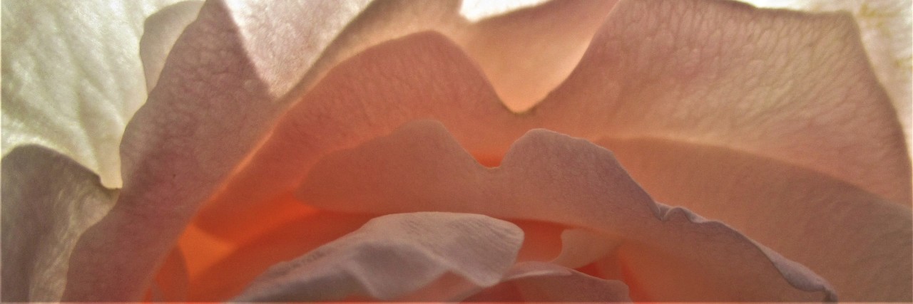 How to Constructively Respond to Prejudice About Your Illness pink rose