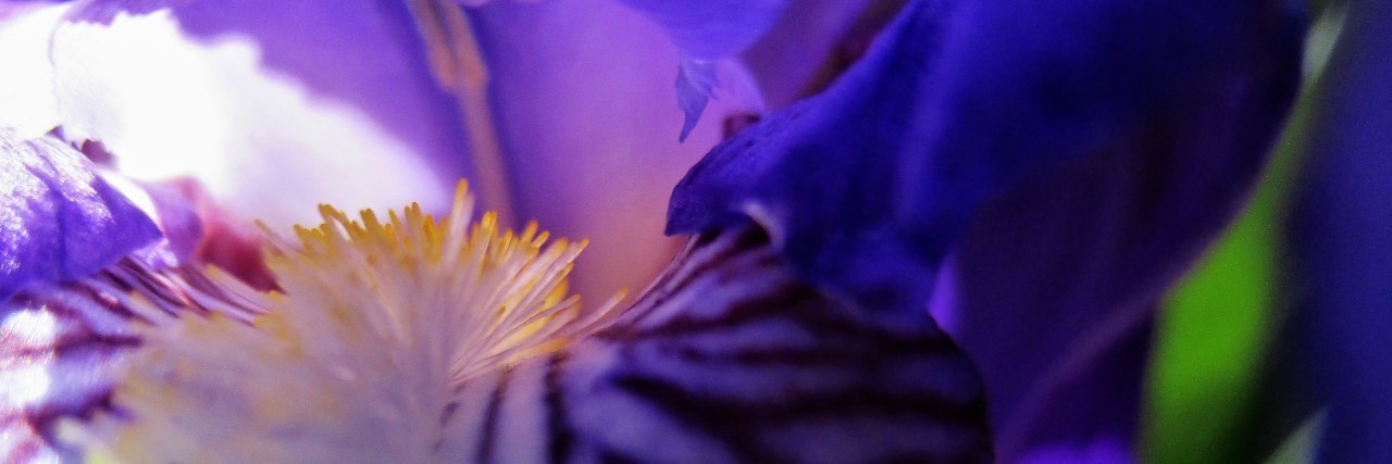 Finding a New Purpose in Life With Chronic Pain close-up of flowers