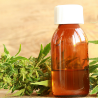 CBD oil and the marijuana plant