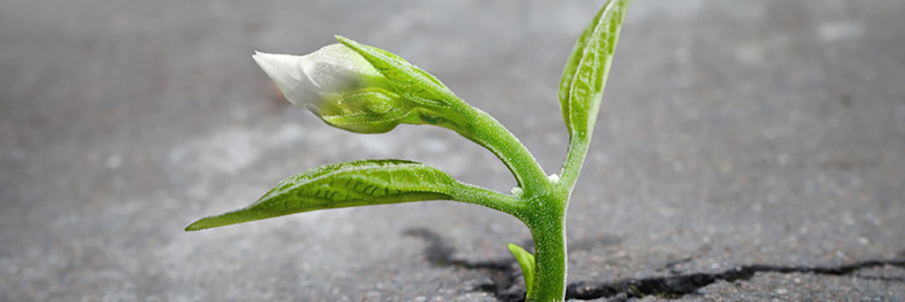 How My Feelings as a Woman With Chronic Illness Are Similar to #MeToo small green plant growing out of a crack in the sidewalk
