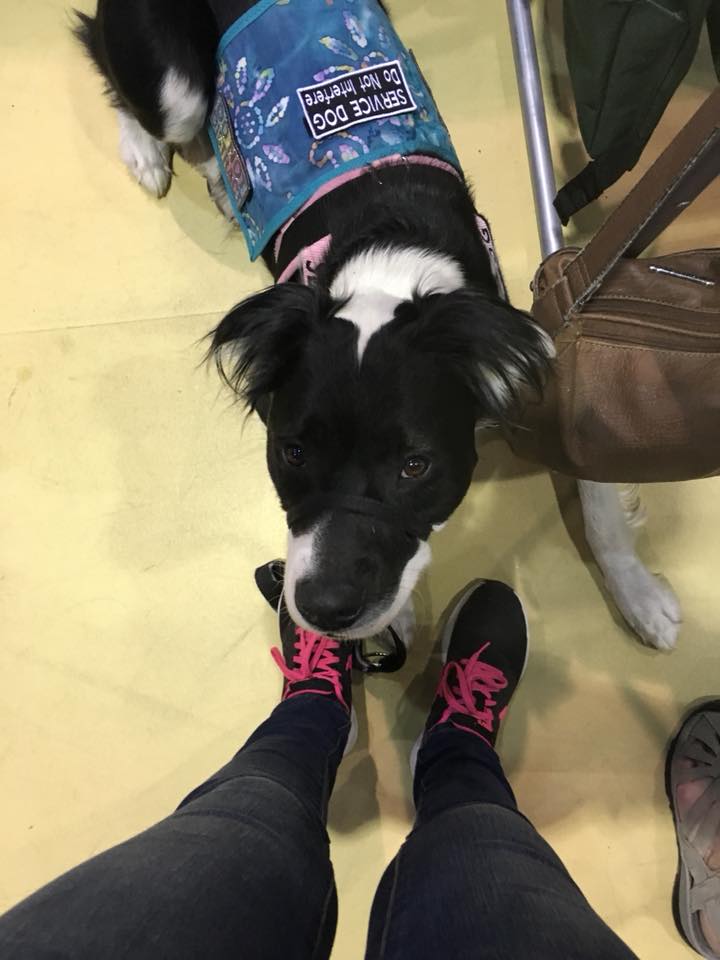 service dog standing by a woman's feet