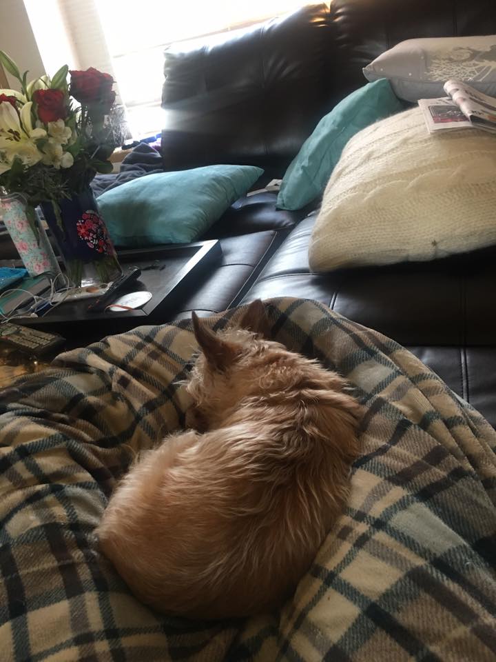 woman lying on a couch under a blanket with her cat curled up on top of her