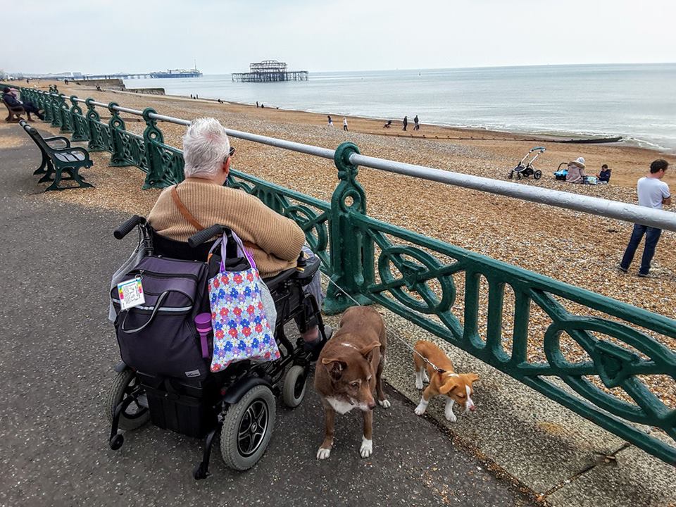 woman sitting in her wheelchair with two dogs at her feet looking out over a beach