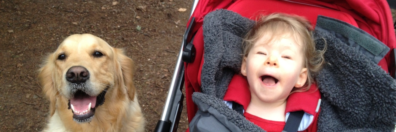 Little girl in stroller, wrapped in a blanket with a golden retriever by her side.