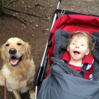 Little girl in stroller, wrapped in a blanket with a golden retriever by her side.