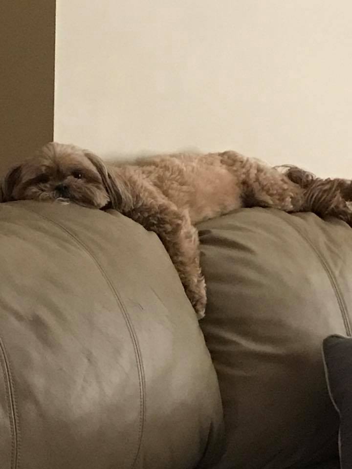 dog sprawled out on top of the couch