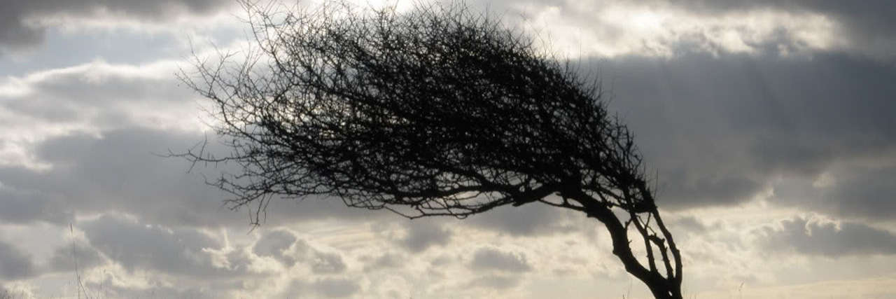 Learning to Be Resilient and Accept My Health Challenges tree bending in the wind