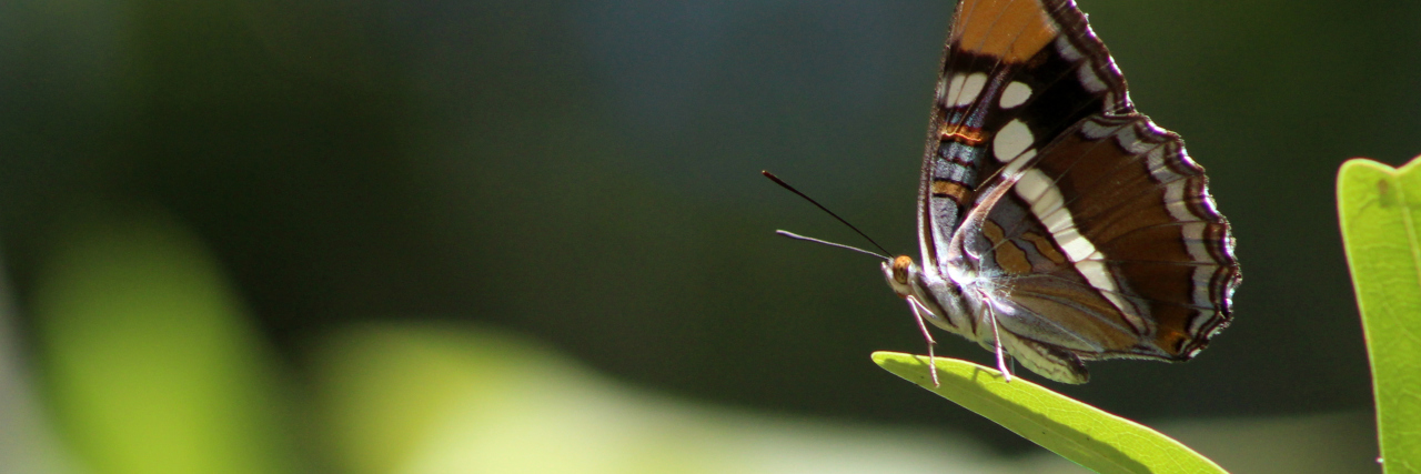 Having a Mental Illness Does Not Invalidate Physical Illness close up photograph of a butterfly on a leaf