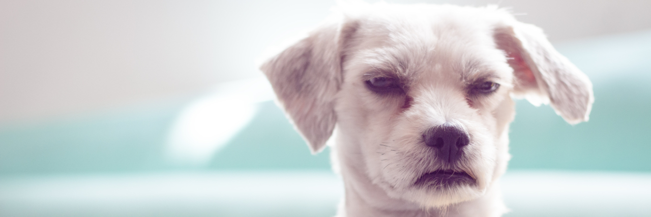 Why Fake Service Dogs Insult People With Disabilities Grumpy pup is not impressed with fake service dogs.