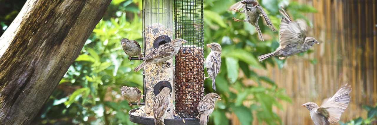 Why Birdwatching Is a Good Mindfulness Practice When You’re Ill A picture of a bird feeder with sparrows eating from it, and flying around it.