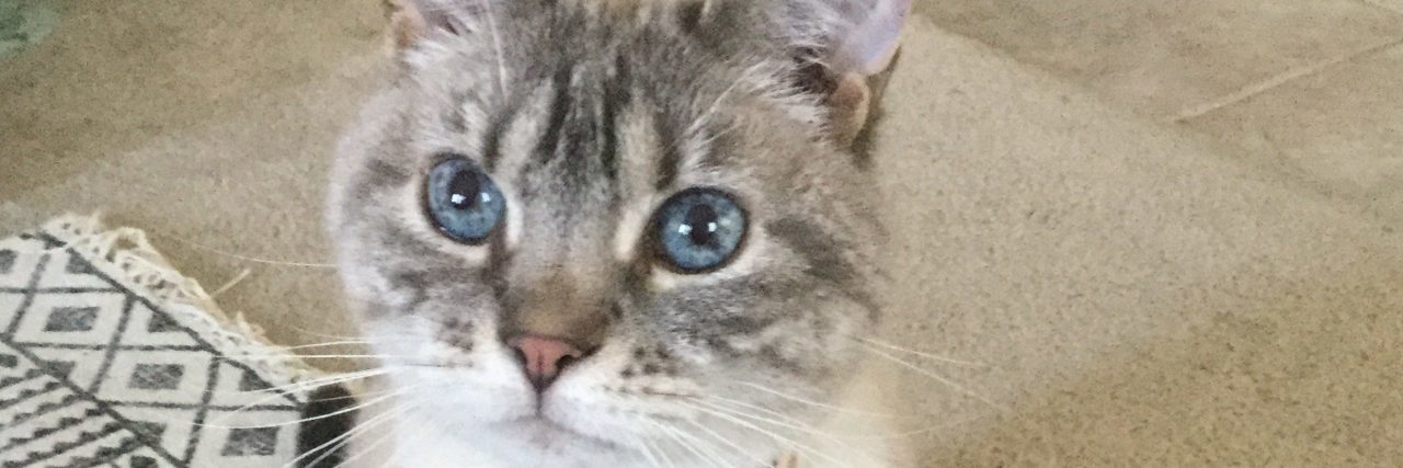 How My Cat Helps Me Through My Chronic Fatigue Syndrome A picture of a cat named "Piper," with white and grey fur.