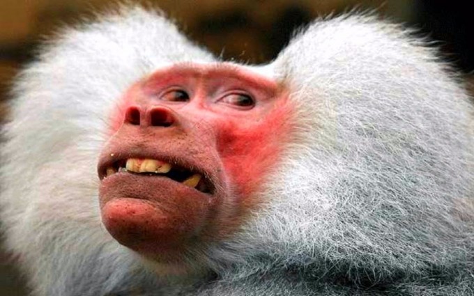 monkey with a red face looking nervous