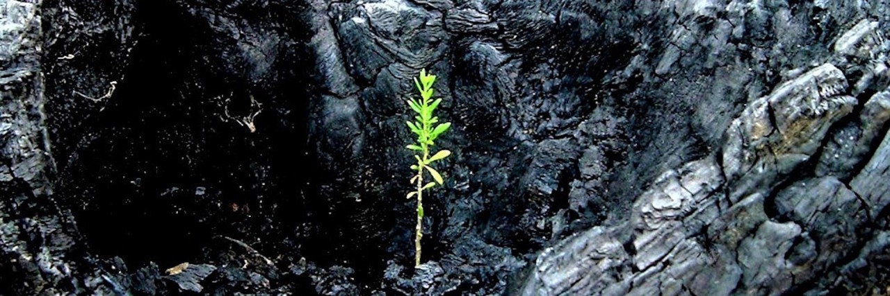 a single green plant sprouting up from dark rock