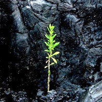 a single green plant sprouting up from dark rock