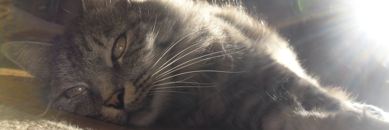 The Healing Power of Animals