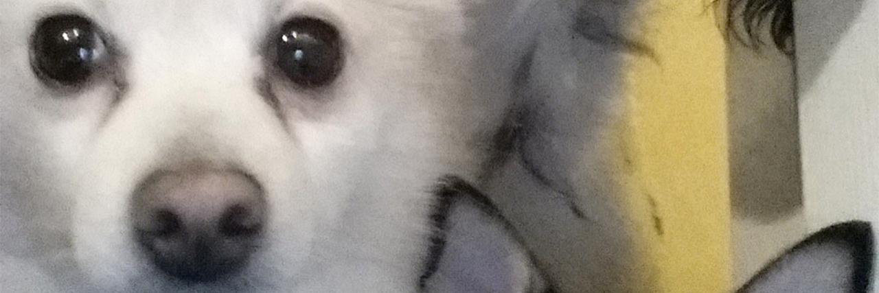 6 Reasons Pets Are Good Therapy for Mental Health user contributor photo of three dogs looking at camera
