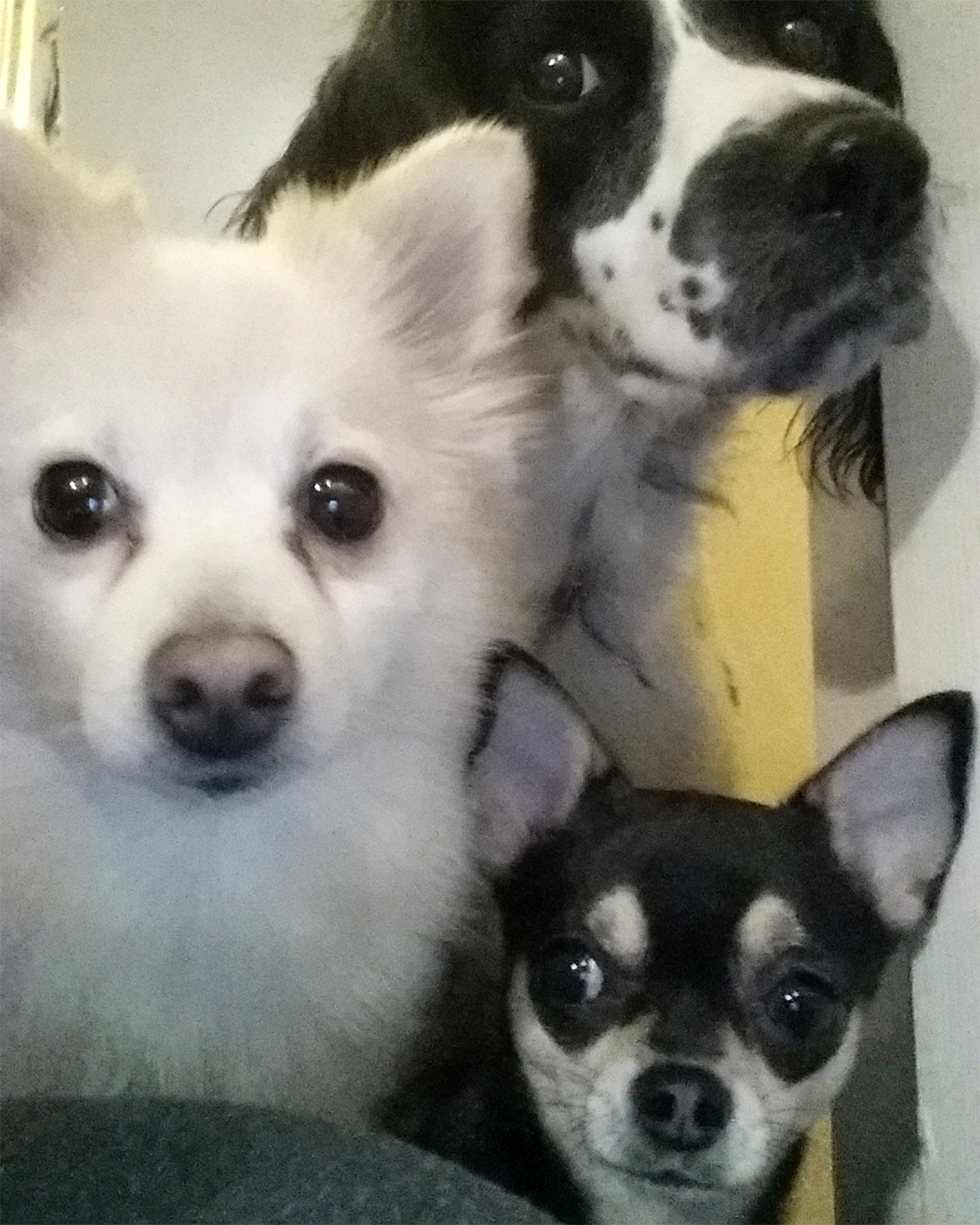 user contributor photo of three dogs looking at camera