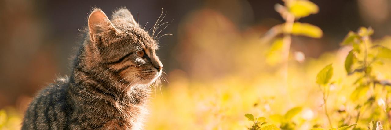 Talking About Controlled Epilepsy Cat staring at plant.