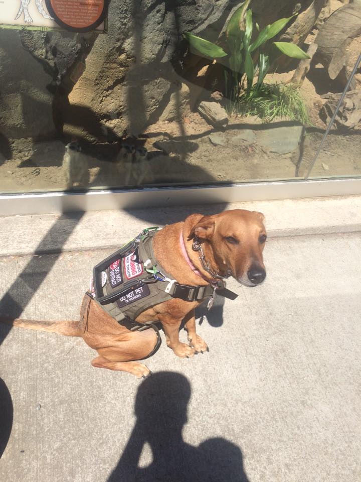 service dog sitting outside
