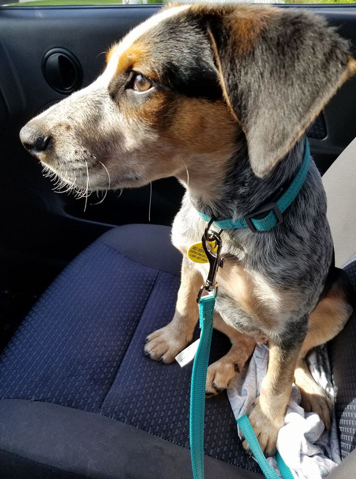 service puppy sitting in a car
