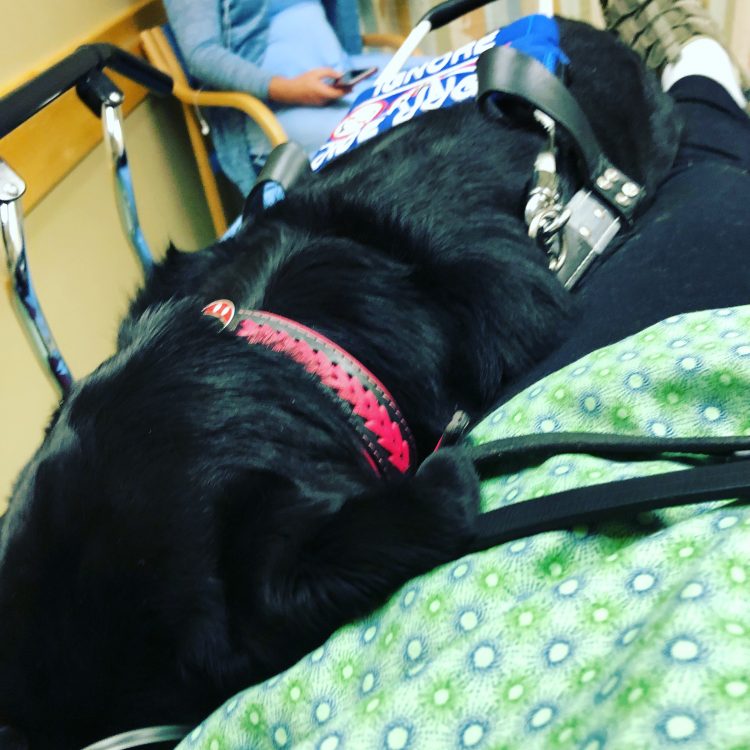 the author's dog lying on their hospital bed