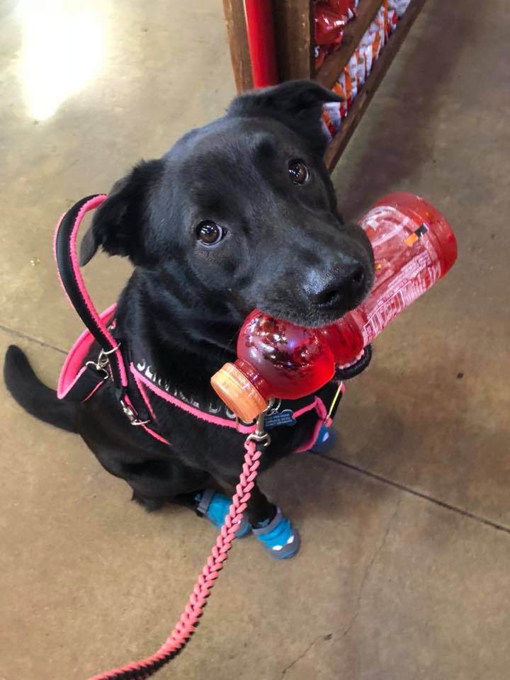 service dog holding a bottle of gatorade in its mouth