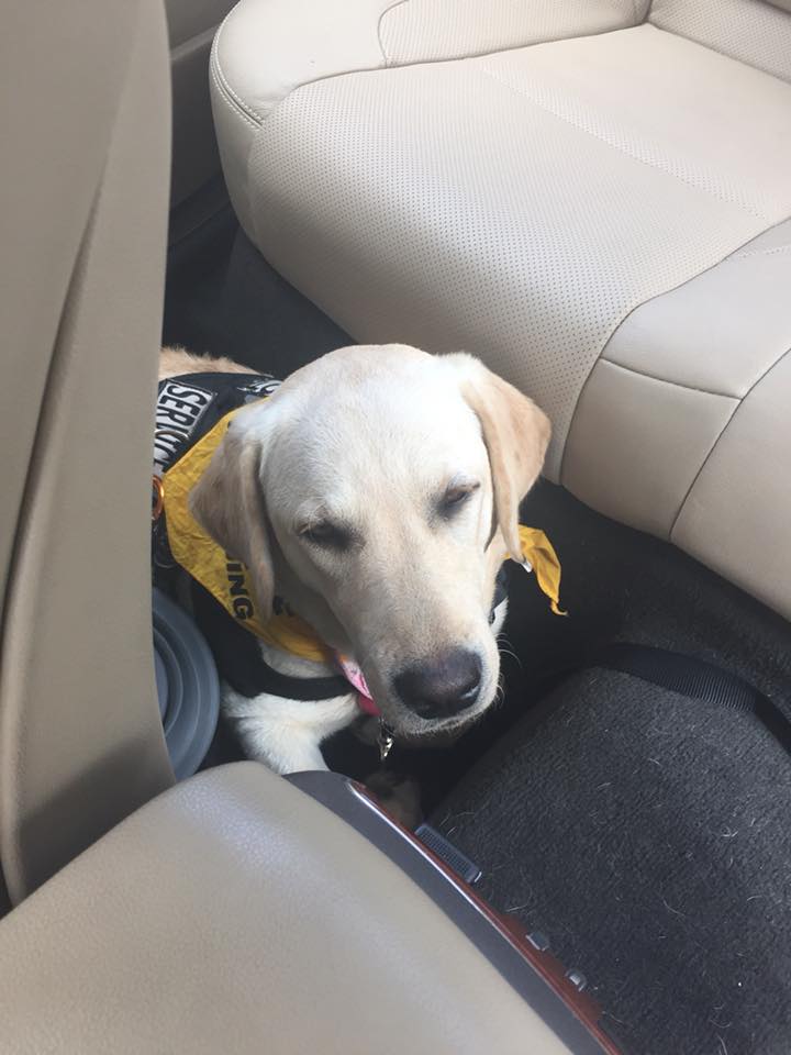 service dog sitting in the backseat of a car