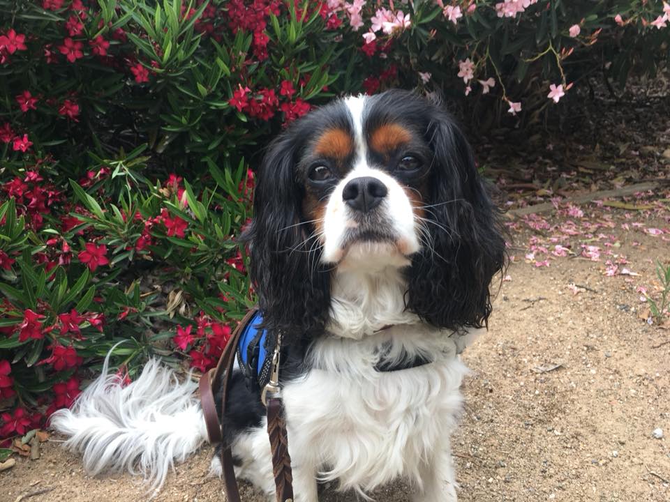 service dog sitting outside in front of flowers
