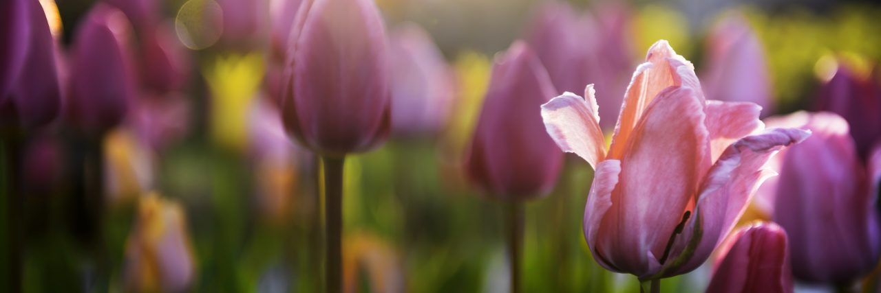 It Took Awhile, but I've Learned to View My Cancer as a Blessing pink and purple tulips