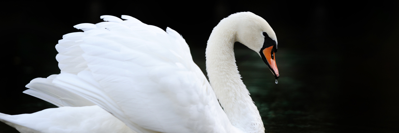 Swan in the lake.