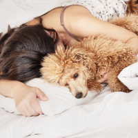 A woman lying in bed, snuggled up to her poodle.