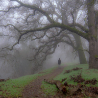 A woman walking into a layer of fog in the woods.