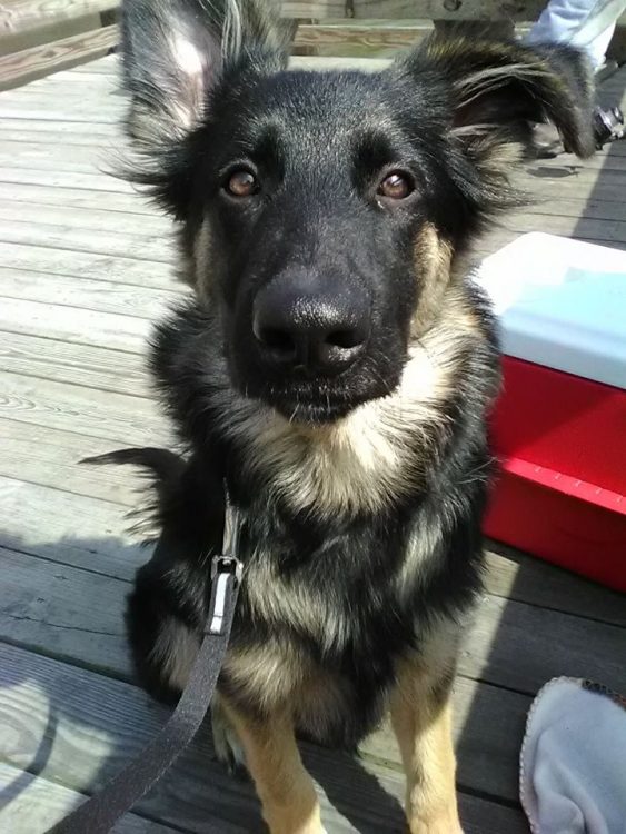 german shepherd service dog