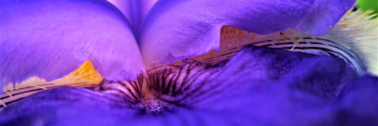 An up close shot of a purple flower.