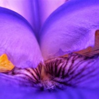 An up close shot of a purple flower.