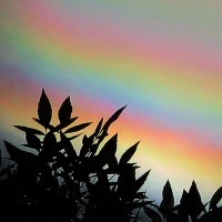 rainbow over dark leaves