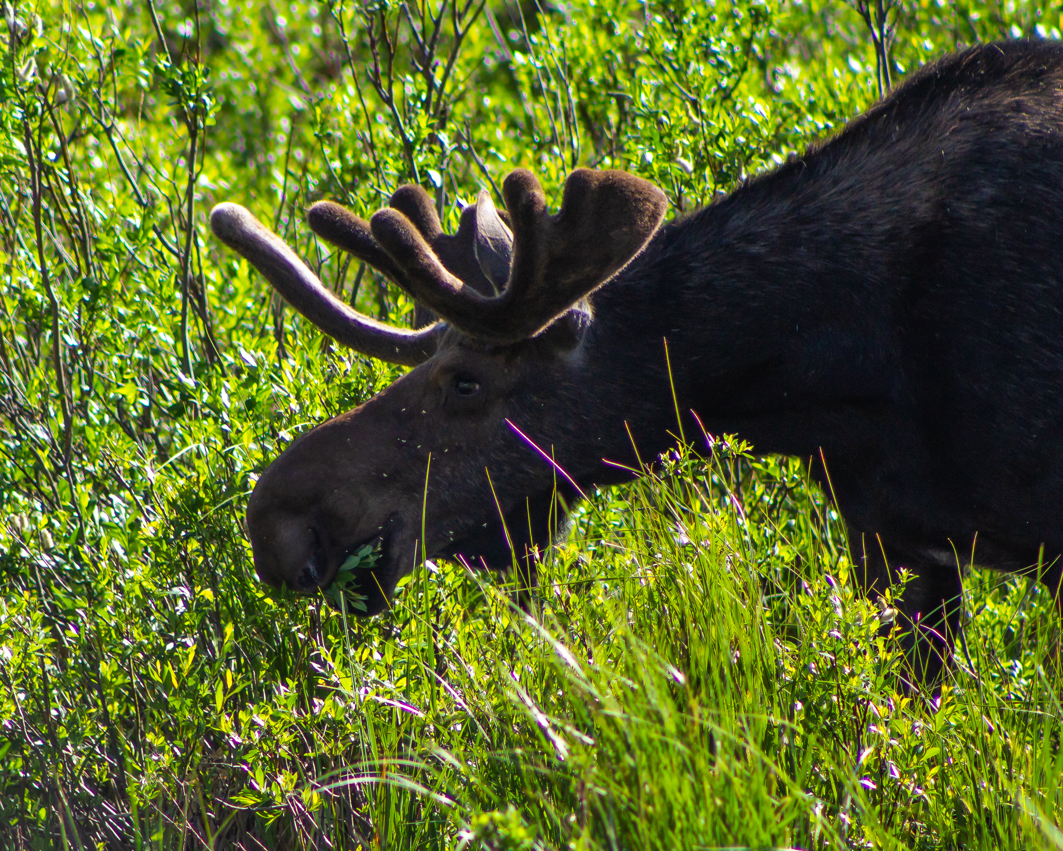 A picture of a moose eating grass.