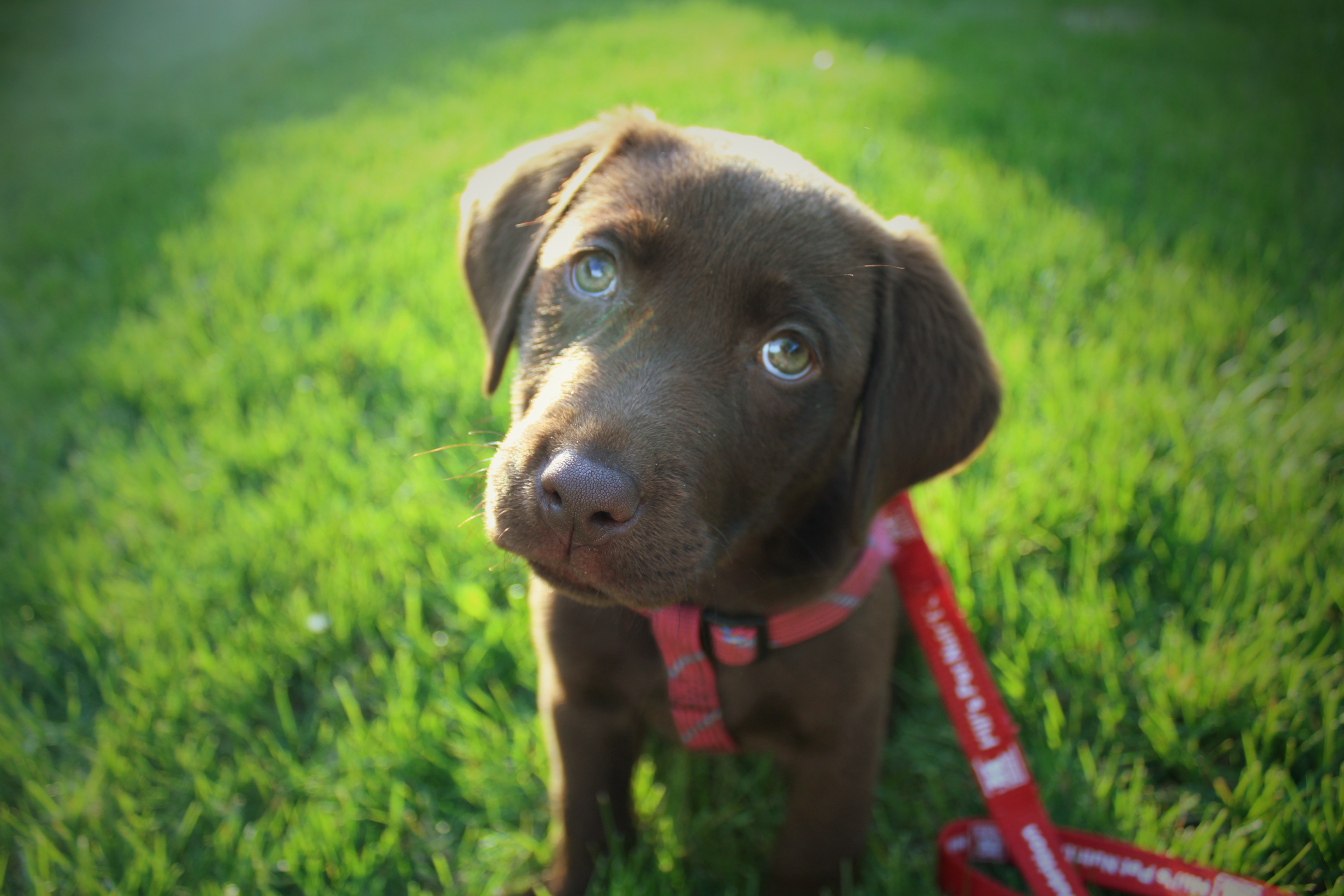 My little service pup prospect, Quimby. 